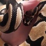 Kongepython