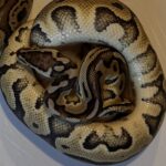 Kongepython