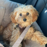 Cavapoo til salg