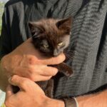Sort kat