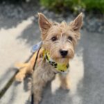 Skøn 1-årig Terrier mix klar til et nyt kærligt hjem