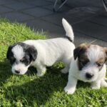 Jack Russel broken