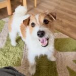 Jack Russell-tæve, 2 år – sød, aktiv og kærlig