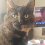 Tortoiseshell Charlotte Savnes!