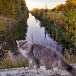 8240 Risskov, Maine coon blanding gråstribet og hvid,han