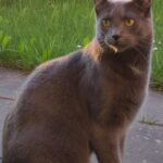 Efterlysning - Grå Kat m. DUSØR