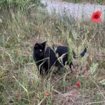EFTERLYSNING – Sort hunkat "Kittekat" forsvundet i Nordsjælland